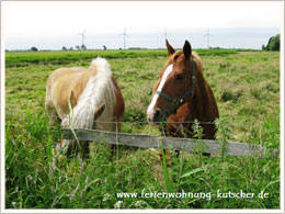 Pferdeweide in Ostfriesland