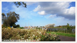 Blumen Carolinensiel Urlaub