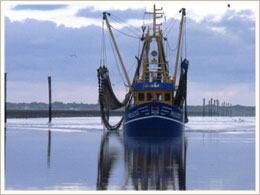 Krabbenkutter Hafeneinfahrt Neuharlingersiel Krabbenkutter Hafeneinfahrt Neuharlingersiel