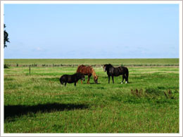 Pferdeweide Ostfriesland