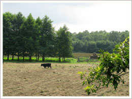 Schafhauser Wald Holtgast