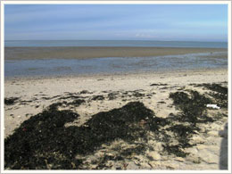 Strand bei Ebbe Strand bei Ebbe